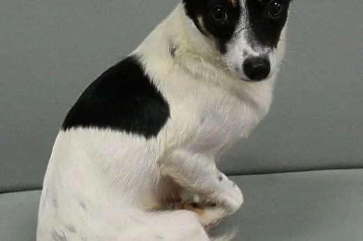LORI - śliczna, 6 kg mikro sunia do adopcji,  mazo