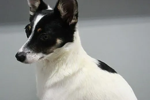 LORI - śliczna, 6 kg mikro sunia do adopcji,  mazo