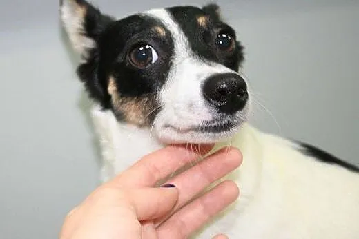 LORI - śliczna, 6 kg mikro sunia do adopcji,  mazo