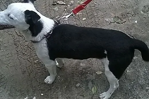 Inteligentny, nieduży Łatek, kontaktowy i grzeczny