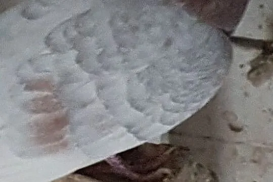 Kumru tureckie gołębie, Stargard