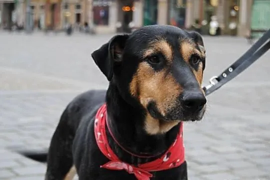 Piorun na tropie domu