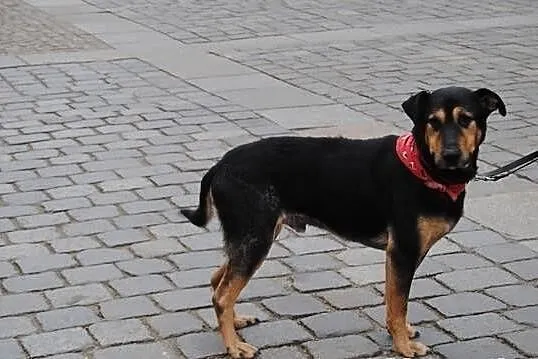 Piorun na tropie domu