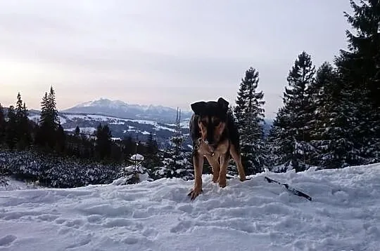 Piorun na tropie domu