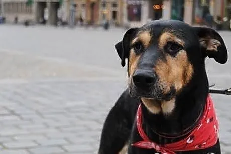 Piorun na tropie domu