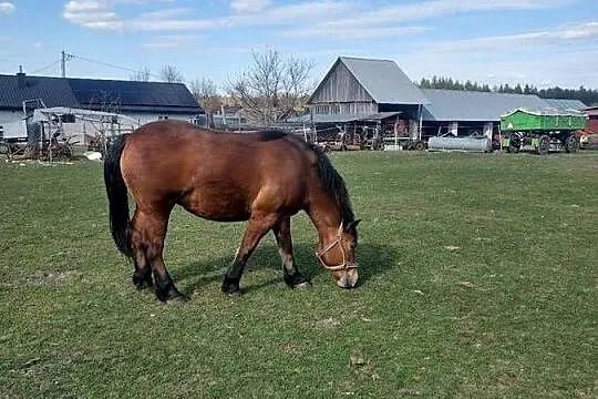 Sprzedam klacz zimnokrwista 2 lata, Lubelskie, Majdan Gromadzki