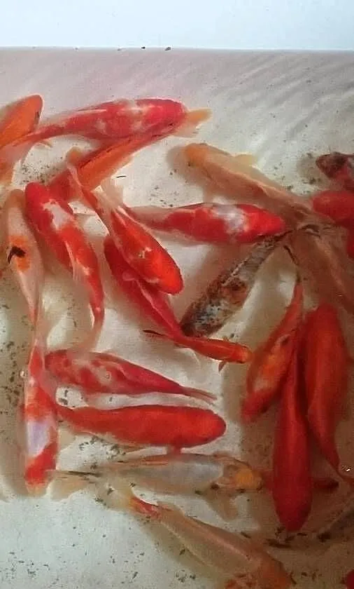 Karaś kolorowy.Rybki do oczka wodnego, Dolnośląskie, Nowy Kościół
