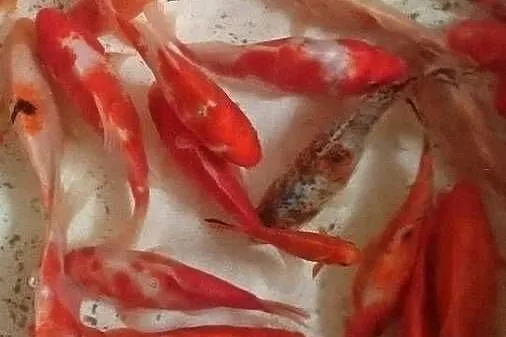 Karaś kolorowy.Rybki do oczka wodnego, Dolnośląskie, Nowy Kościół