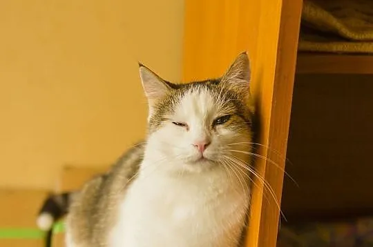 Gabi - kotka z charakterkiem szuka domu, Łódź