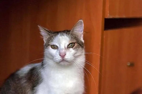 Gabi - kotka z charakterkiem szuka domu, Łódź