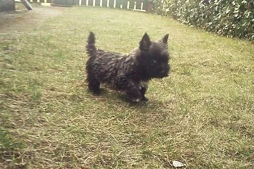 Sprzedam wesołe szczenięta rasy Cairn Terrier!,  w