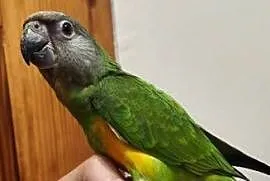 Papugi Senegalki ręcznie karmione