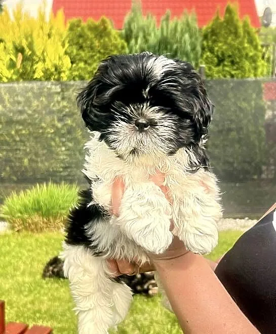 Cudowne maluchy shih-tzu, Śląskie, Piekary Śląskie