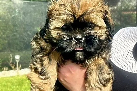 Cudowne maluchy shih-tzu, Śląskie, Piekary Śląskie