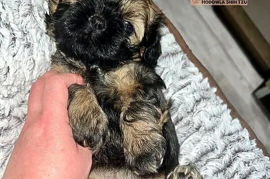 Cudowne maluchy shih-tzu, Śląskie, Piekary Śląskie