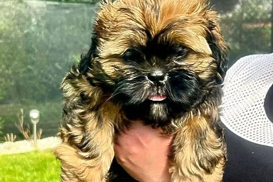 Cudowne maluchy shih-tzu, Śląskie, Piekary Śląskie