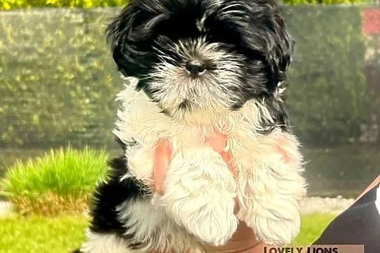 Cudowne maluchy shih-tzu, Śląskie, Piekary Śląskie