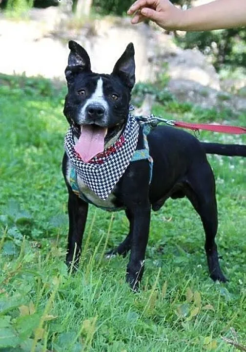 Lex-cudowny młody amstaff szuka odpowiedzialnego d