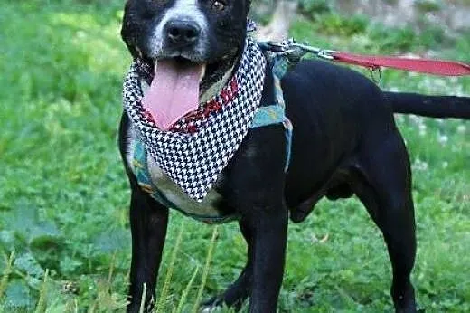 Lex-cudowny młody amstaff szuka odpowiedzialnego d