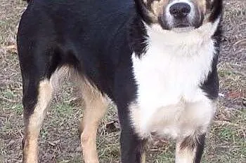 Lex-cudowny młody amstaff szuka odpowiedzialnego d