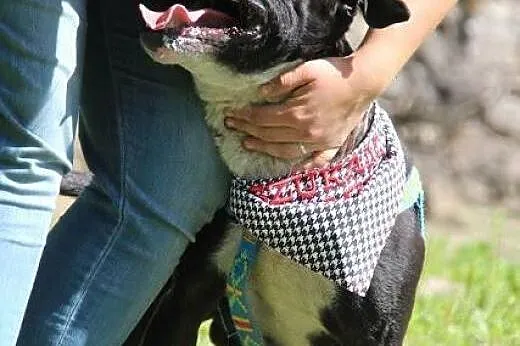 Lex-cudowny młody amstaff szuka odpowiedzialnego d