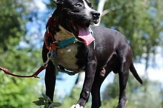 Lex-cudowny młody amstaff szuka odpowiedzialnego d