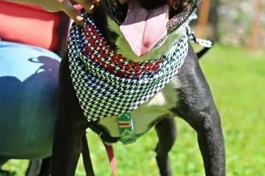 Lex-cudowny młody amstaff szuka odpowiedzialnego d