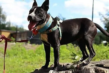 Lex-cudowny młody amstaff szuka odpowiedzialnego d
