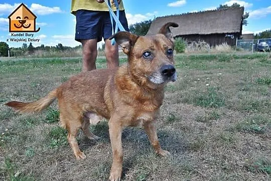 Przyjazny, milusiński Red szuka domu do końca swoich dni!