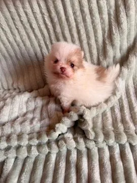 Pomeranian, piękne chłopaki malutkie po bardzo malutkich rodzicach, , Zrębice