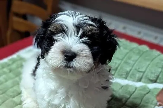 York terrier biewer