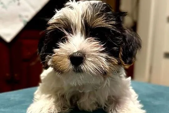 York terrier biewer, Łódzkie, Sieradz