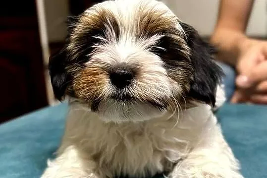 York terrier biewer, Łódzkie, Sieradz