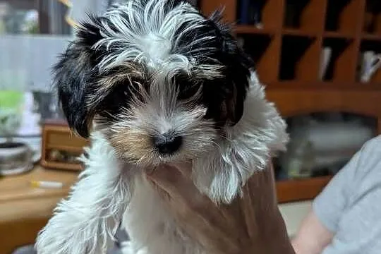 York terrier biewer, Łódzkie, Sieradz