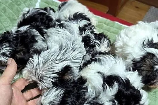York terrier biewer, Łódzkie, Sieradz