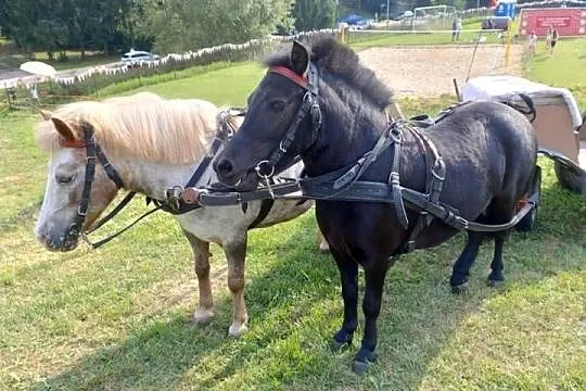 Sprzedam kobyłke kucyk, Lubelskie, Żółkiewka-Osada