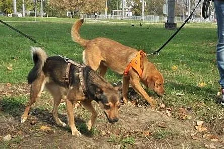 Rudy szuka swojego człowieka!,  mazowieckie Warsza