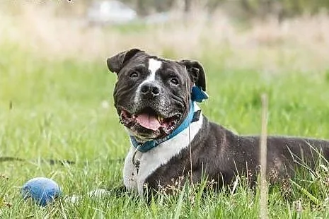Piękny, wyjątkowy UZI do adopcji,  mazowieckie War