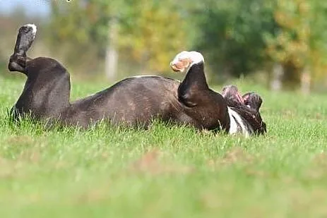 Piękny, wyjątkowy UZI do adopcji,  mazowieckie War