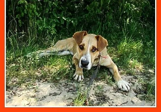 Suczka 15 kg,towarzyska,kontaktowa,przytulaśna ORA