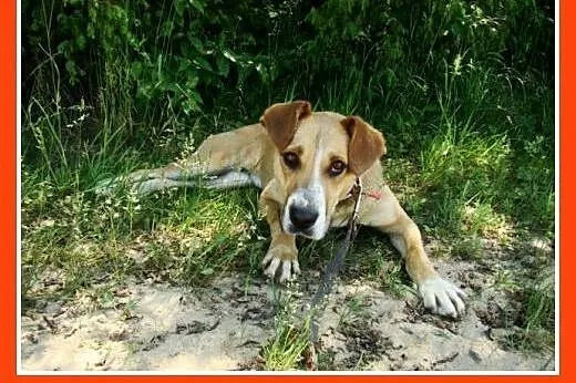 Suczka 15 kg,towarzyska,kontaktowa,przytulaśna ORA