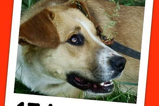 Suczka 15 kg,towarzyska,kontaktowa,przytulaśna ORA