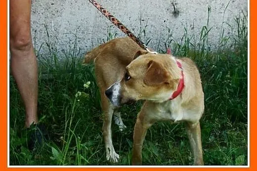 Suczka 15 kg,towarzyska,kontaktowa,przytulaśna ORA