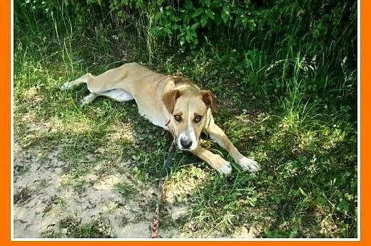 Suczka 15 kg,towarzyska,kontaktowa,przytulaśna ORA