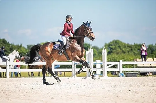 Wysoki (185 cm) 10-letni wałach do skoków AKTUALNY TUV, , Toruń
