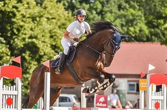 Wysoki (185 cm) 10-letni wałach do skoków AKTUALNY TUV, , Toruń