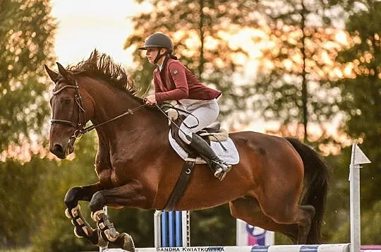 Wysoki (185 cm) 10-letni wałach do skoków AKTUALNY TUV, , Toruń