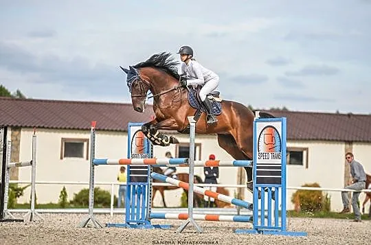 Wysoki (185 cm) 10-letni wałach do skoków AKTUALNY TUV, , Toruń