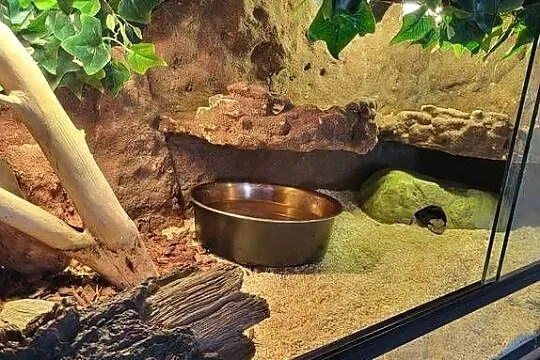 Terrarium z boa, Pomorskie, Łęgowo