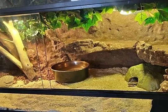 Terrarium z boa, Pomorskie, Łęgowo